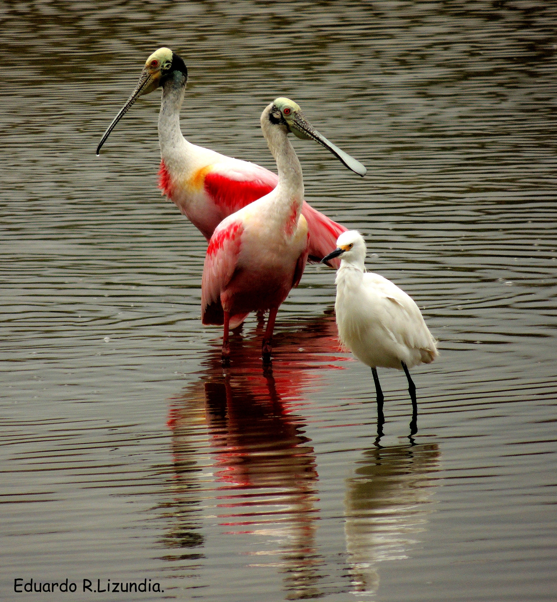 Aves Mar del Plata