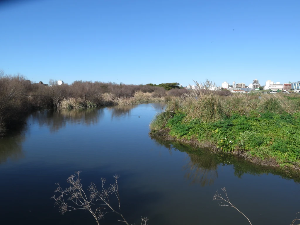 Humedal Mar del Plata Aves