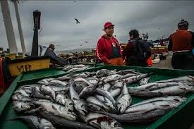 🚨Pesca en Crisis: Un Sector al Límite 🚨