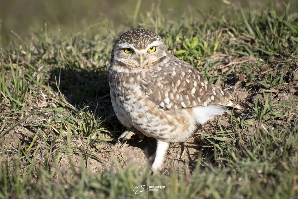 Lechucita Vizcachera