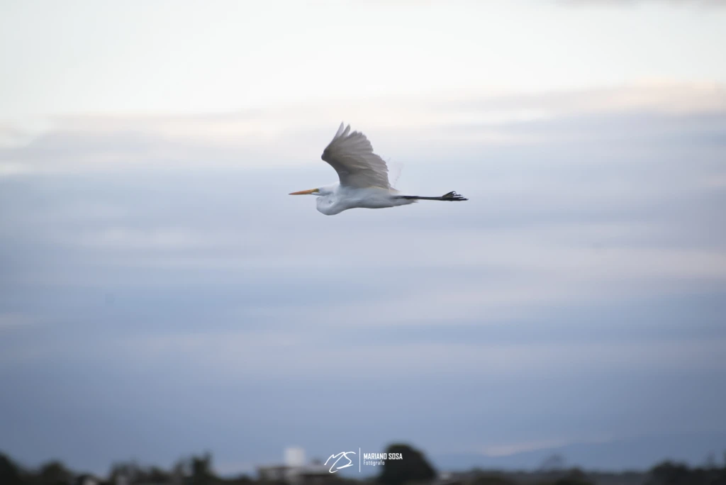 Garza Blanca en Vuelo