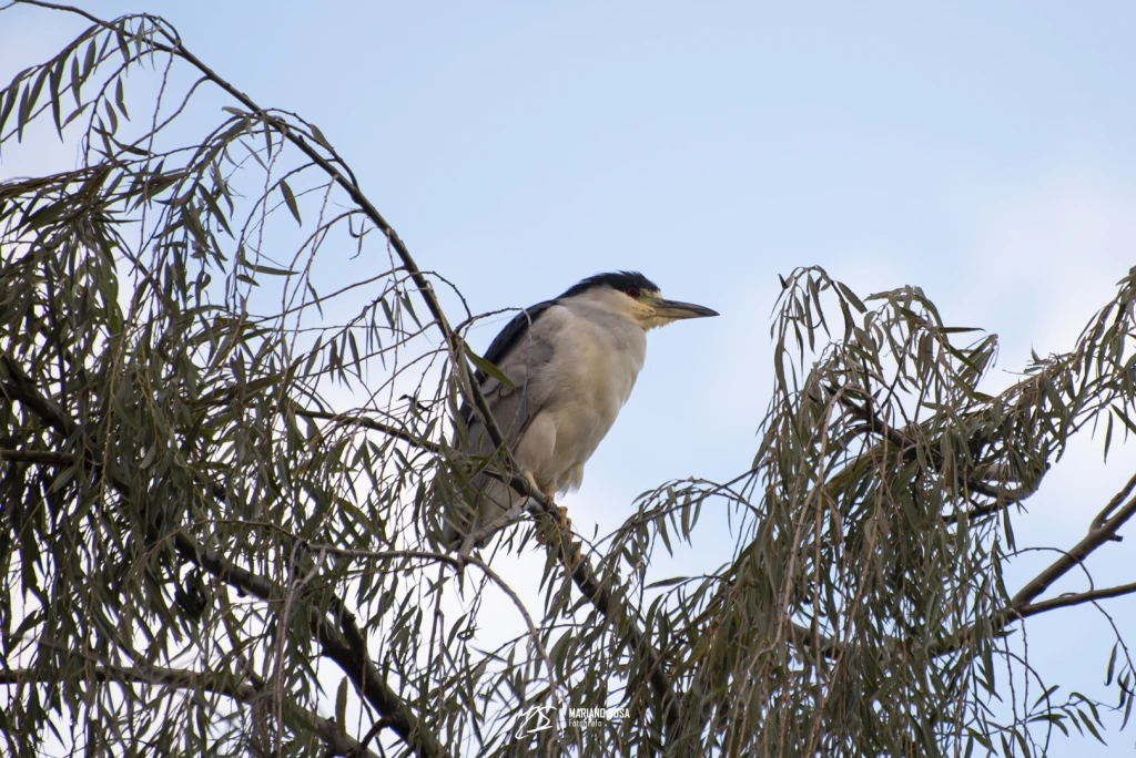 Garza Azulada