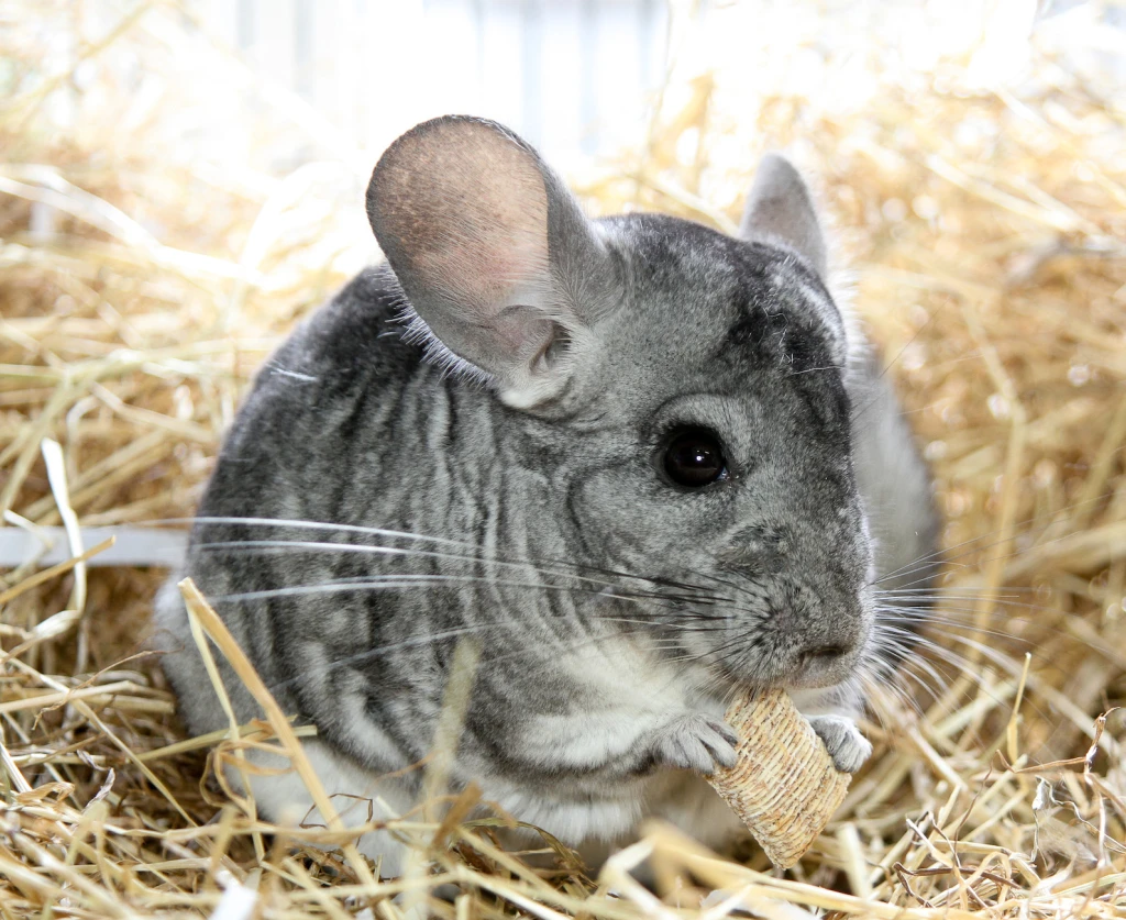 Chinchilla