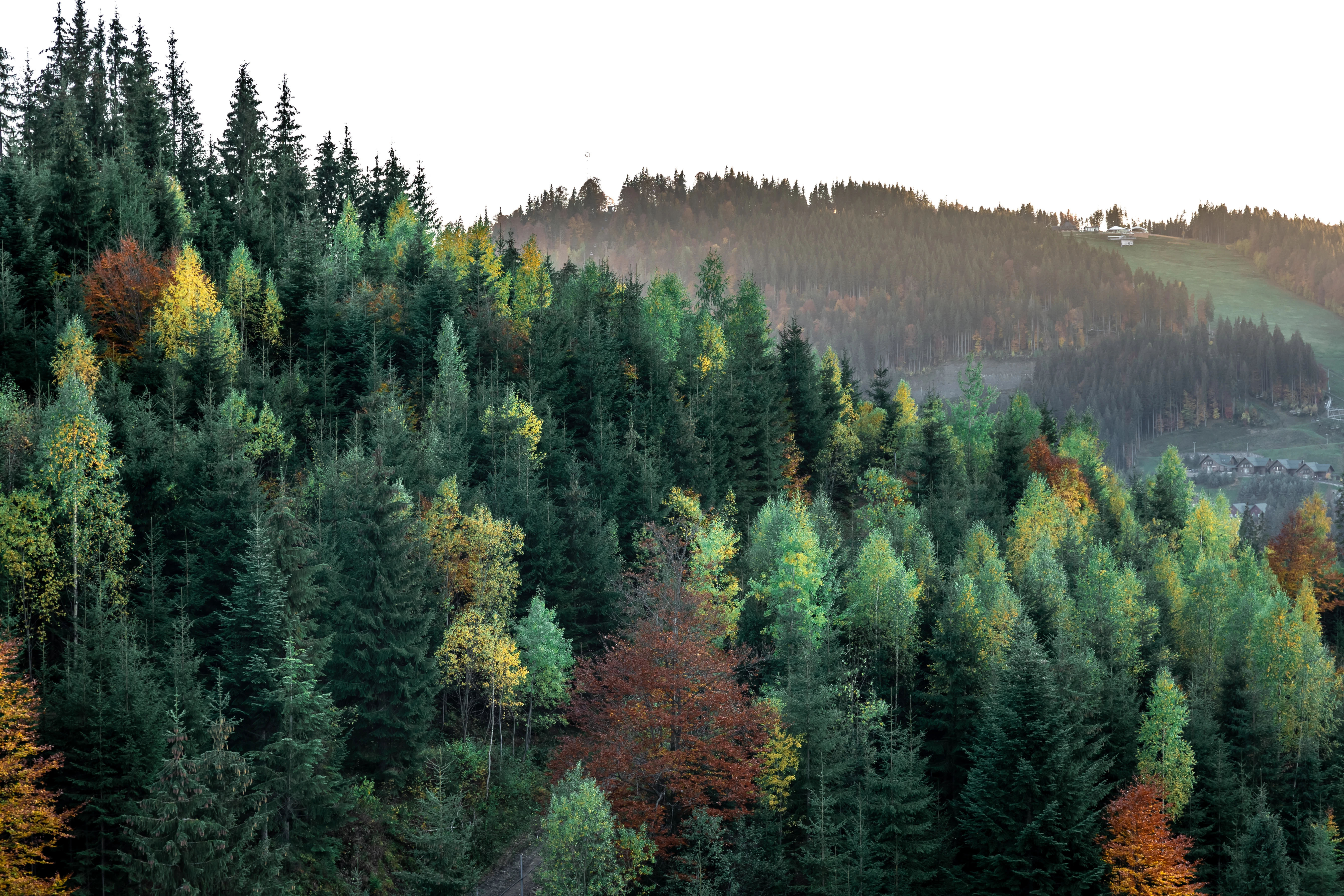 PALLET DE PLÁSTICO  Evite la deforestación de nuestros bosques