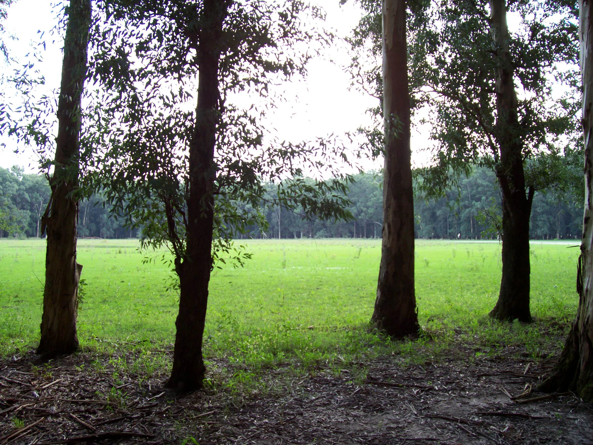 Bosque de eucaliptos