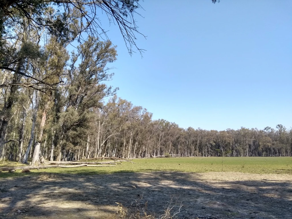 Bosque de Eucaliptos en Laguna Paiva