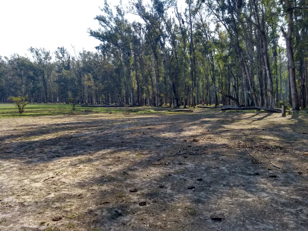 Bosque de Eucaliptos en Laguna Paiva