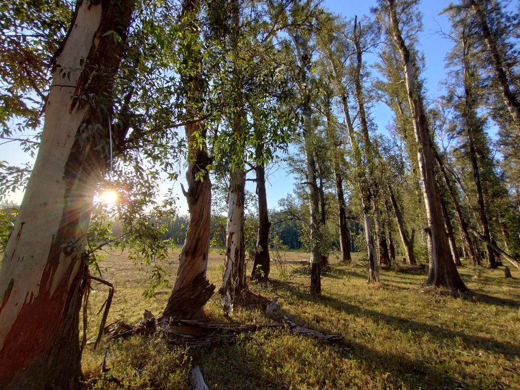 Bosque de Eucaliptos en Laguna Paiva