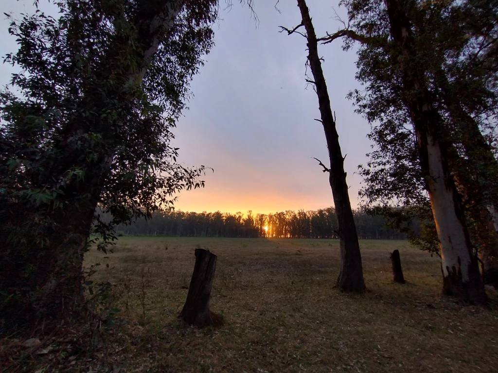 Bosque de Eucaliptos en Laguna Paiva