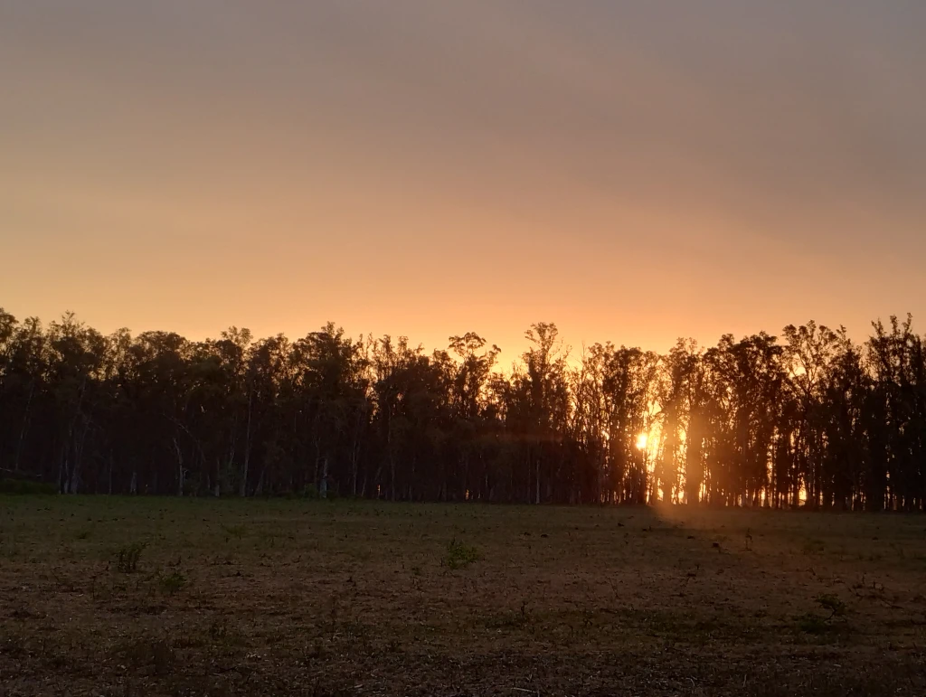 Bosque de Eucaliptos en Laguna Paiva