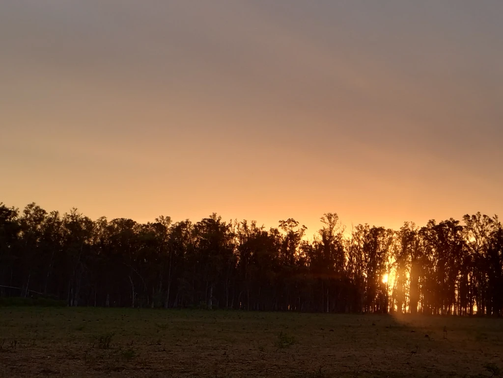 Bosque de Eucaliptos en Laguna Paiva