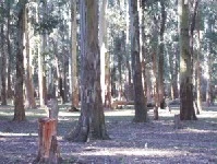 Bosque de Eucaliptos en Laguna Paiva