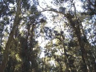 Bosque de Eucaliptos en Laguna Paiva