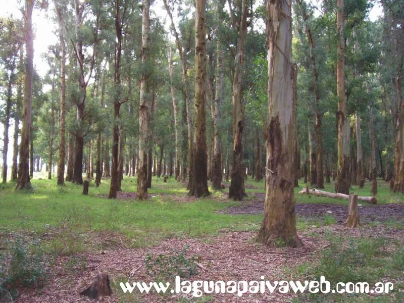 Bosque de Eucaliptos en Laguna Paiva