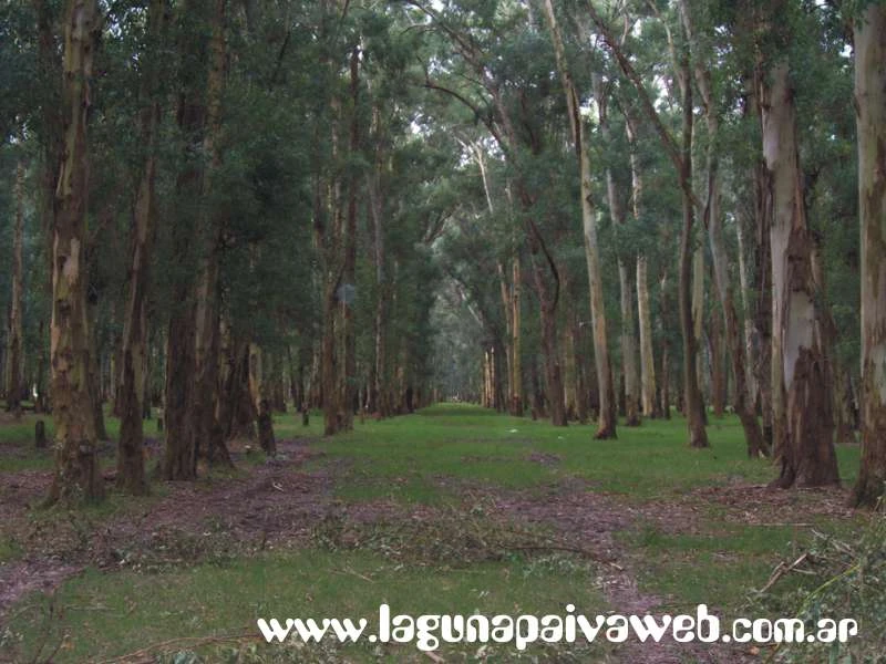 Bosque de Eucaliptos en Laguna Paiva