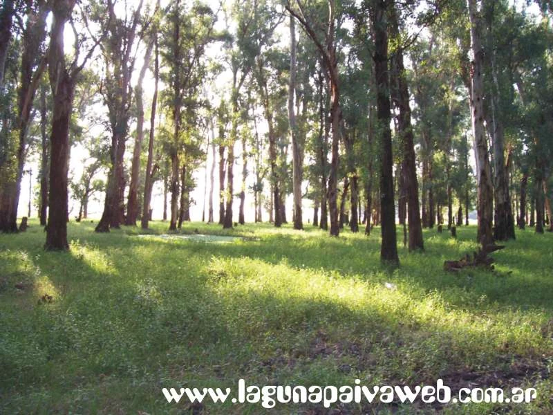 Bosque de Eucaliptos en Laguna Paiva