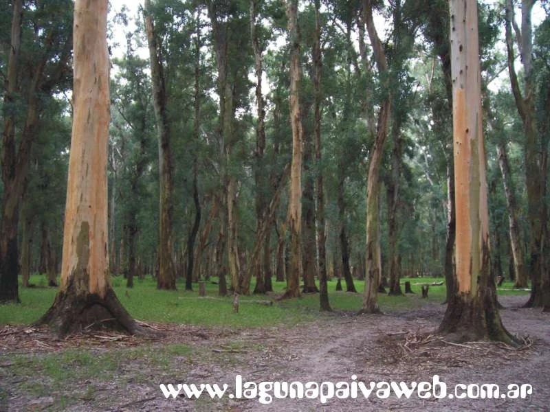 Bosque de Eucaliptos en Laguna Paiva