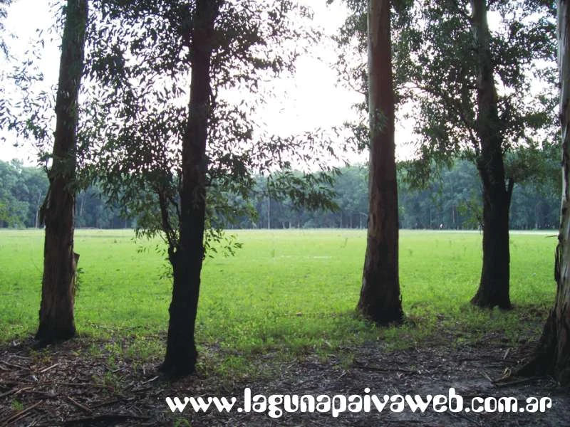 Bosque de Eucaliptos en Laguna Paiva