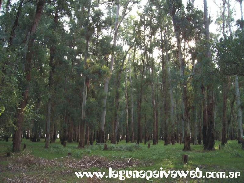 Bosque de Eucaliptos en Laguna Paiva