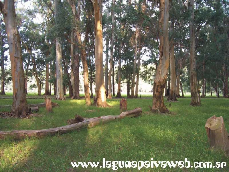 Bosque de Eucaliptos en Laguna Paiva