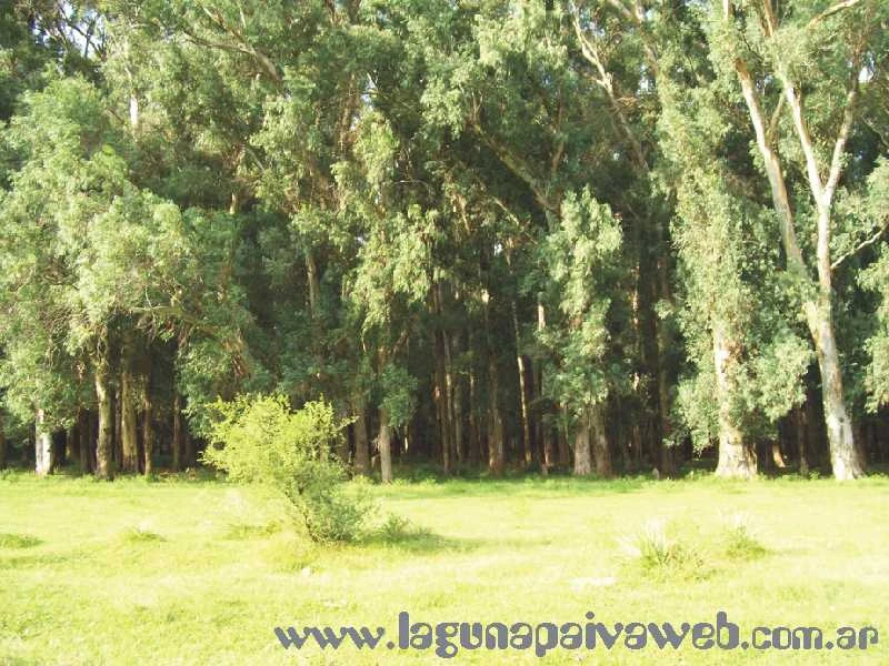 Bosque de Eucaliptos en Laguna Paiva