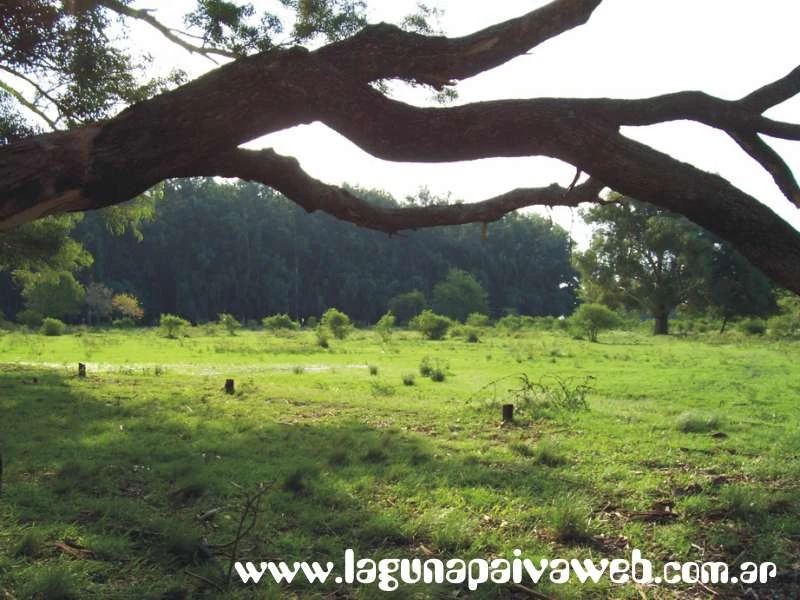 Bosque de Eucaliptos en Laguna Paiva