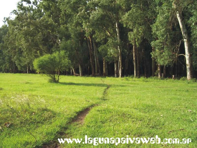 Bosque de Eucaliptos en Laguna Paiva