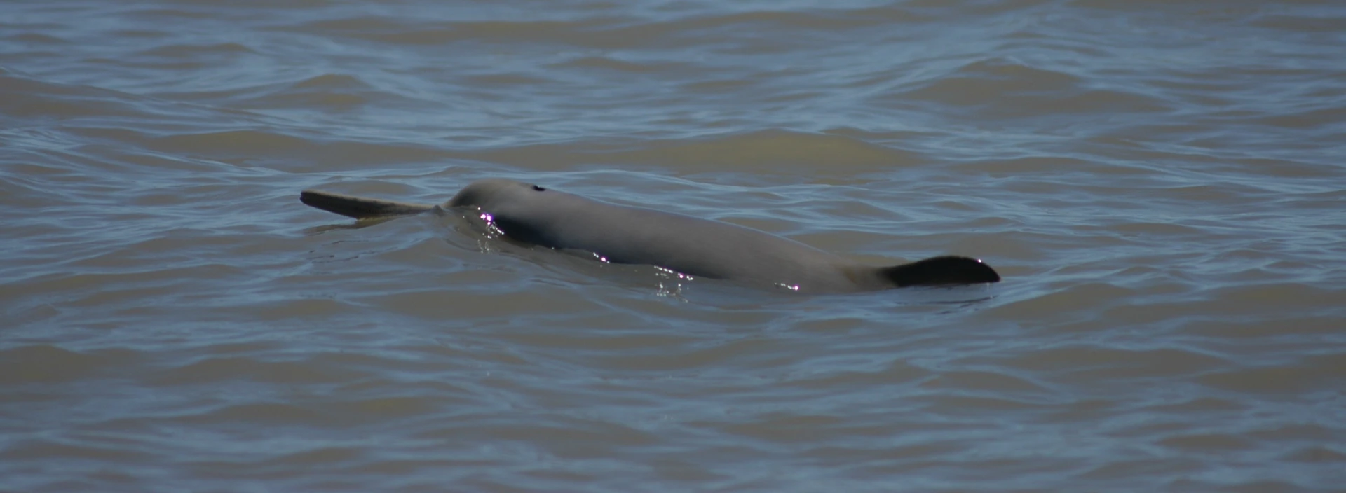 Delfin franciscana