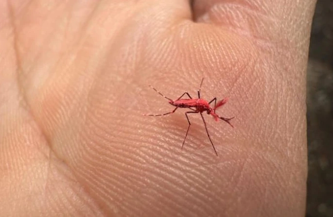 Mendoza: Comenzó una prueba experimental de liberación de mosquitos rojos  para combatir el dengue