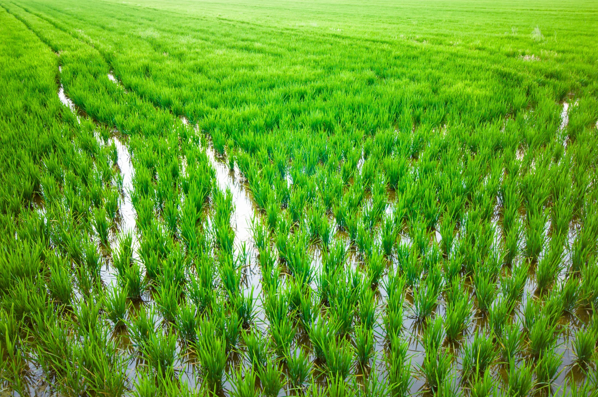 Plantación de arróz