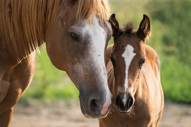 Haras