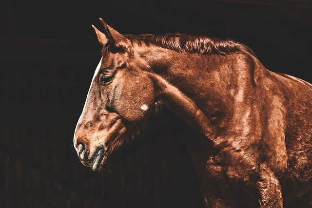 Caballos gerontes