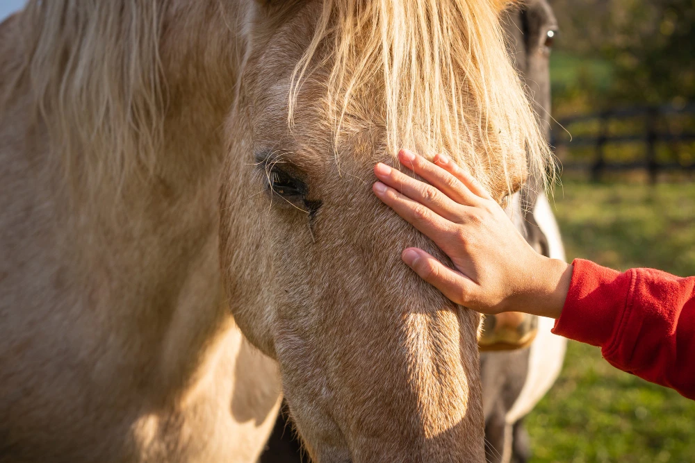 Caballos gerontes