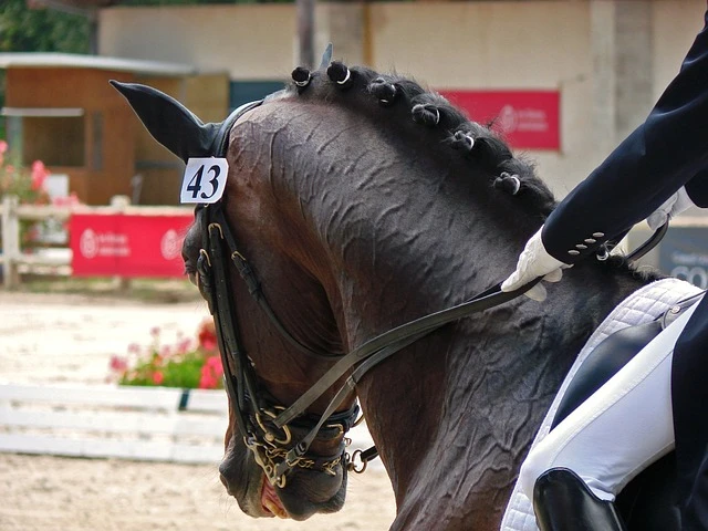 Caballos deportivos