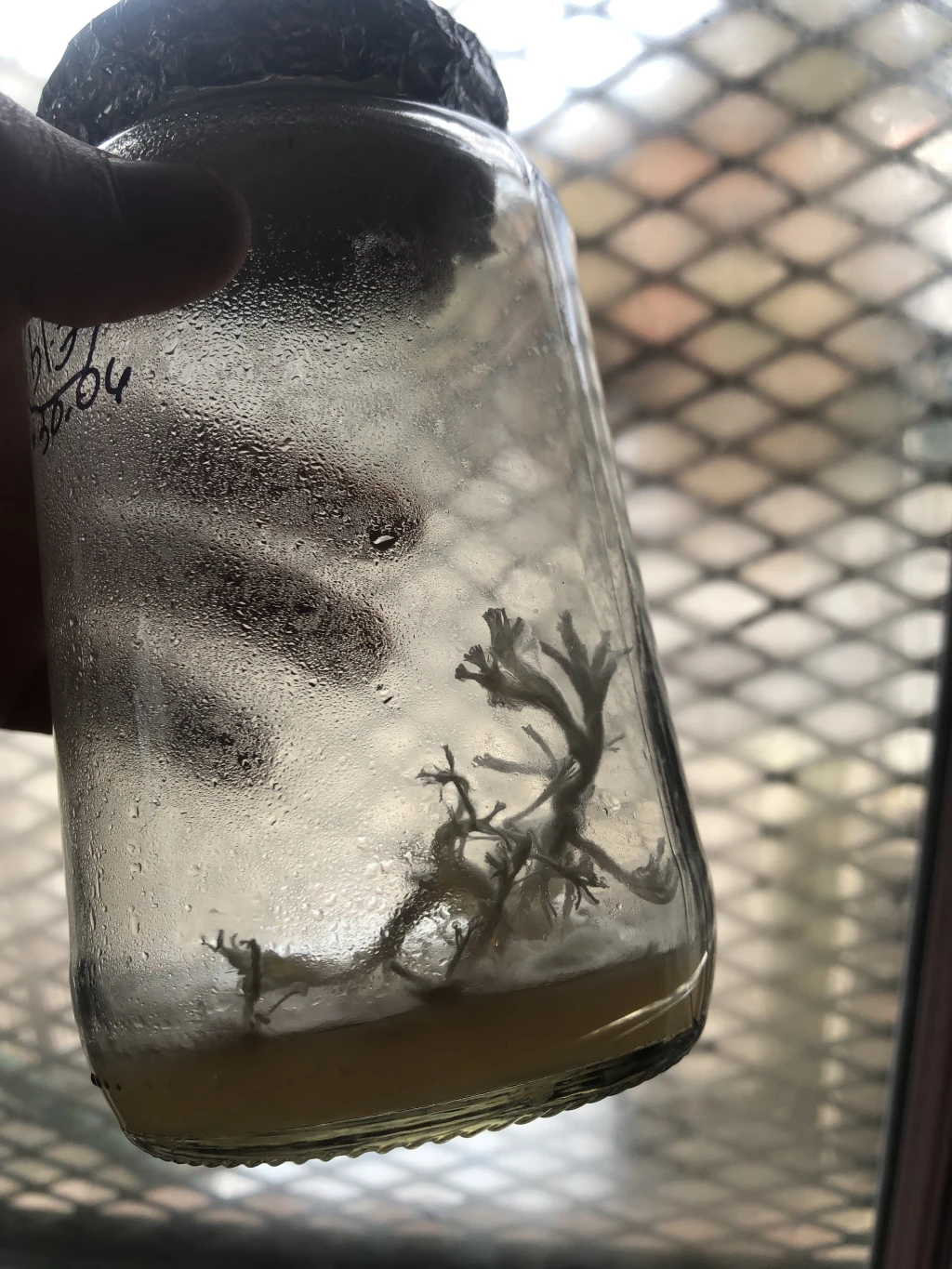 🍄 Erinacinas en Melena de León: ¿Están en el fruto o en el micelio?