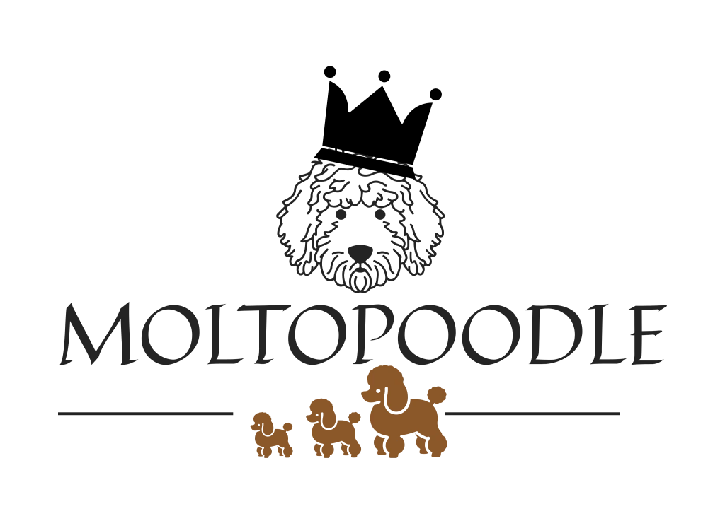 Moltopoodle