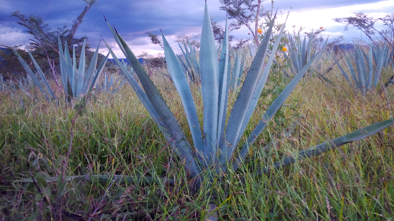 Agave angustifolia