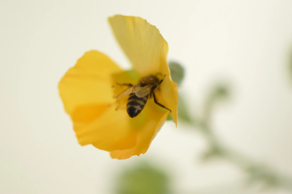 Abutilon y abeja