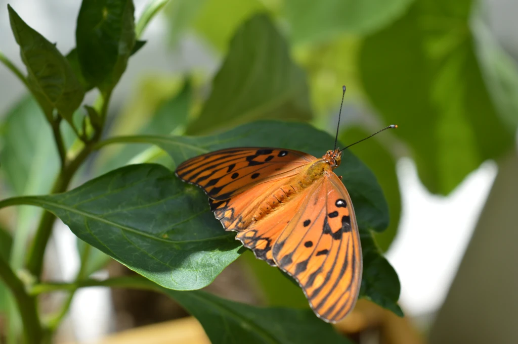 Mariposa Espejitos