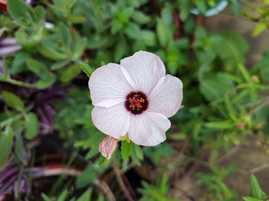 Malva rosada