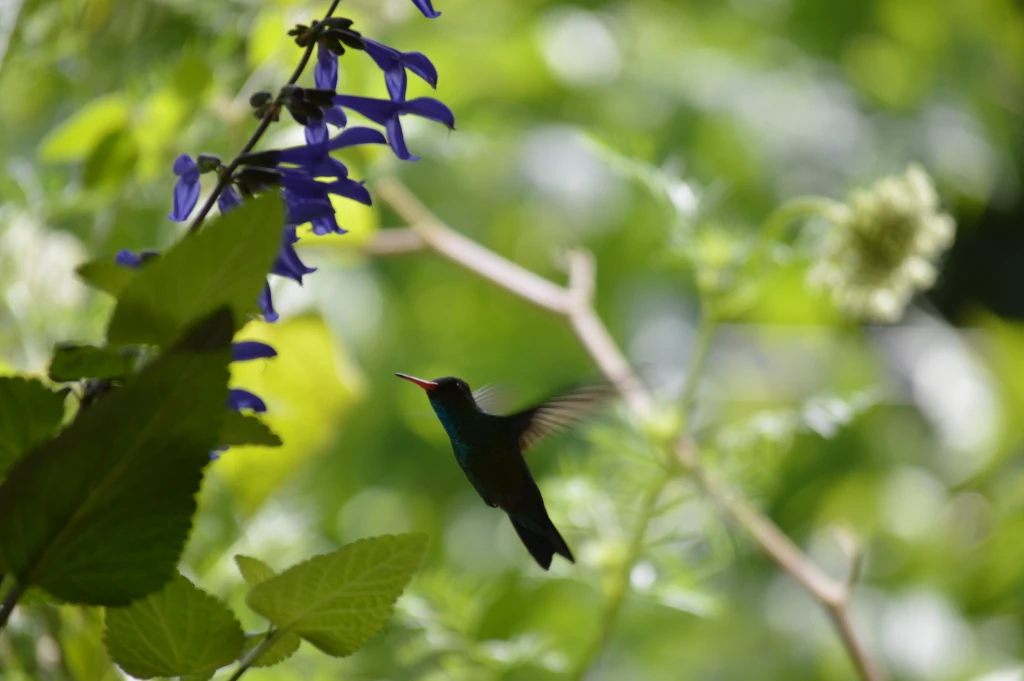 Picaflor y salvia azul