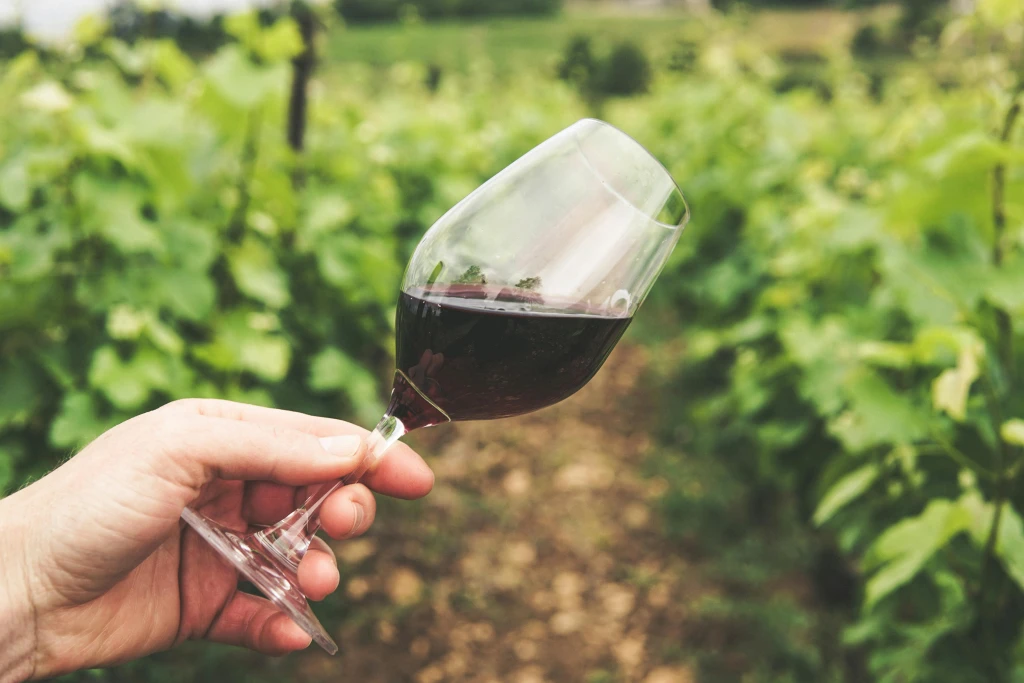 Toda Sobre Vinos Argentinos