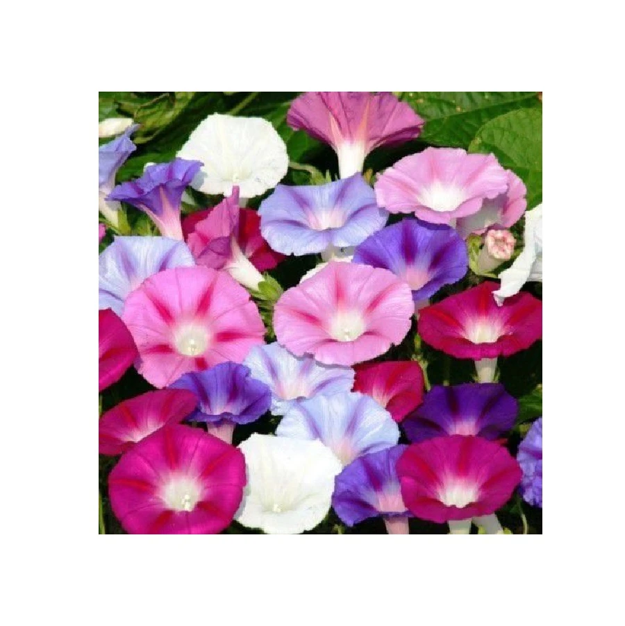 MORNING GLORY MIX - Ipomoea Purpurea (100 semillas) - México