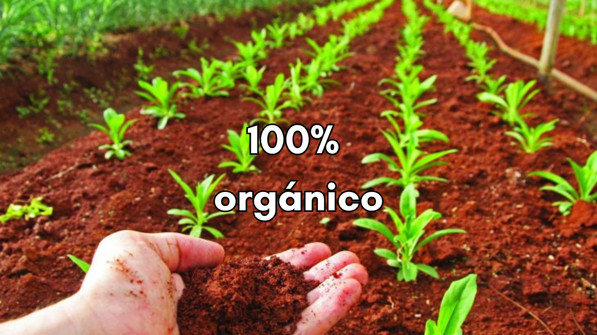 organico