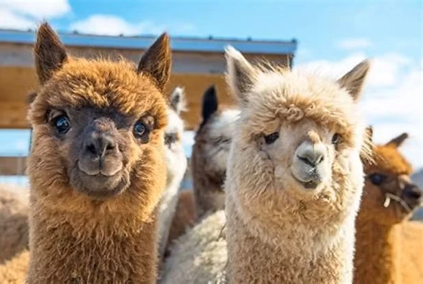 alpacasvarias.webp