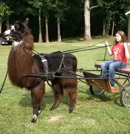 cart1.webp