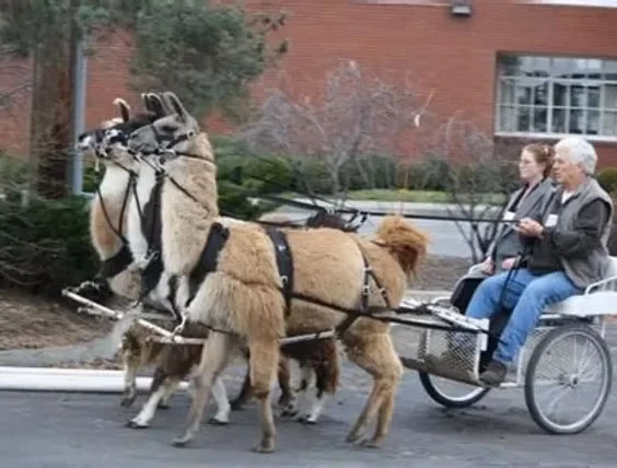 cart2.webp