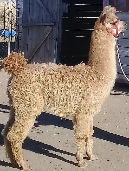 llama-macho-RP278-jpg-500662--08-07-20251252PM.webp
