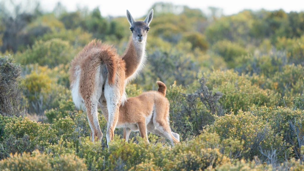 Guanaco-2.webp