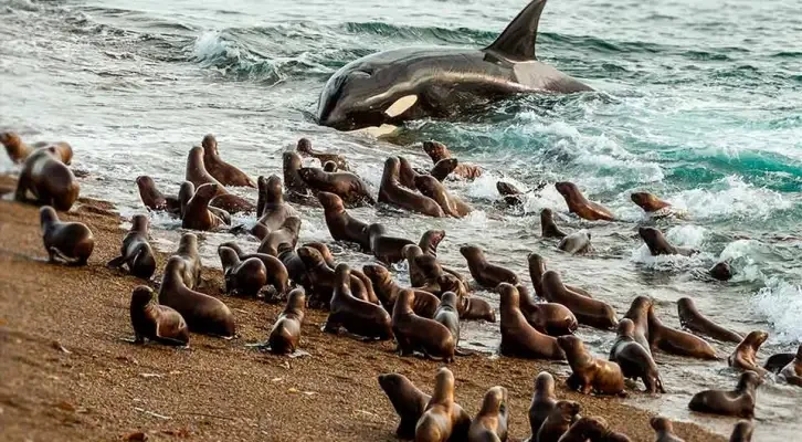 areeea-protegida-madryn.webp